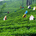 Tea 2 (Sri Lanka)