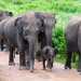 Elefántcsalád (Sri Lanka)