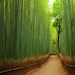 Bambuszösvény, Japán