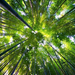 bambusz teteje