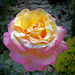 Sárga és rózsaszínű rózsa