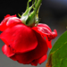 Kókadtan nyíló rózsa novemberben
