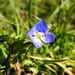 A perzsa veronika (Veronica persica) Kis kék virág