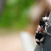 Feketenyakú szúfarkas (Pseudoclerops mutillarius)