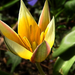 Csillag tulipán Dasystemon Tarda