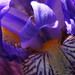 Kék Nőszirom vagy Írisz (Iris germanica)