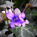 Az erdei ibolya (Viola reichenbachiana)