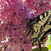 A fecskefarkú lepke (Papilio machaon)