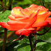 Narancssárga rózsa