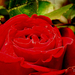 Széltől tépázott piros rózsa