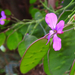A kerti holdviola (Lunaria annua)