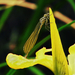 Picike szitakötő és a mocsári nőszirom (Iris pseudacorus)