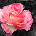 A rózsa (Rosa