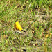 A sárga billegető (Motacilla flava)