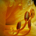 A sásliliom (Hemerocallis)
