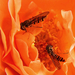 Zengőlegyek (Syrphidae) és a rózsa