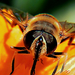 Zengőlégy (Syrphidae)