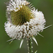 A héjakút mácsonya virágdíszben (Dipsacus laciniatus)