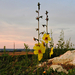 Virágok Rét Hajnal / Molyűző ökörfarkkóró (Verbascum blattaria)