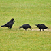 Reggeliző vetési varjak (Corvus frugilegus)