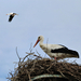Búcsú a fészektől / A fehér gólya (Ciconia ciconia)