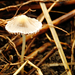 Gombák a szántóföldön