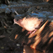 Bujkáló balkáni gerle (Streptopelia decaocto)