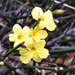 Virágok télen Téli Jázmin (Jasminum nudiflorum)