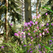 Rhododendron dauricum L. - tauruszi havasszépe