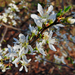 Kökényvirág (Prunus spinosa)