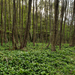 Erdő Medvehagyma (Allium ursinum)
