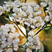 A közönséges cickafark (Achillea millefolium) Gyógynövény