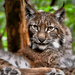 Az eurázsiai hiúz (Lynx lynx)