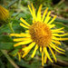 Peremizs (Inula)