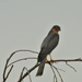 A karvaly (Accipiter nisus)