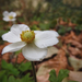Ősz Virág A szellőrózsa (Anemone)