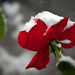 Havazás Rózsa Ősz
