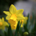 A sárga nárcisz vagy csupros nárcisz (Narcissus pseudonarcissus)