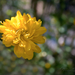 Tavasz A boglárkacserje (Kerria japonica)