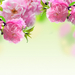 Spring-flowers-HD-Background-wallpaper