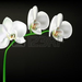 12479945-white-orchid-on-black-background