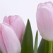 tulip-flower-higjh-definition-wallpapers-cool-desktop-background