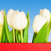 White-tulip 2560x1600