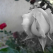 Rózsa 2. IMG 2058