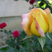 Rózsa 3. IMG 508