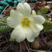 primula