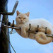 macska antennán