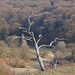 A kiszáradt fa.Pitypalatty-völgyi tájkép