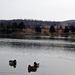 Varbói tó kacsákkal