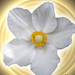 Világító-fehér-virág.png